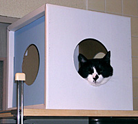 �_���{�[��BOX-1