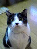 ターボ