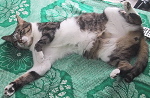 ゆーすけ